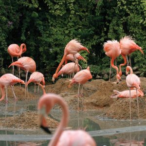 Flamingo