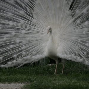 White Peacock